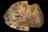 Hadrosaur (Edmontosaurus) Ungual (Claw) - South Dakota #121979-1